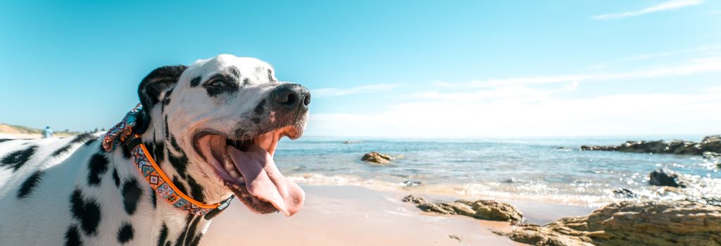 A dog on the beach, smiling on the sand.