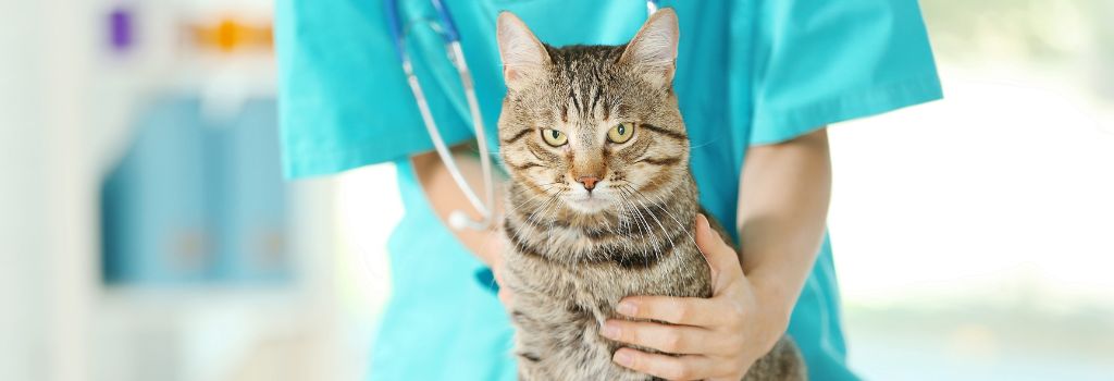 A veterinarian holding a cat before feline blood work