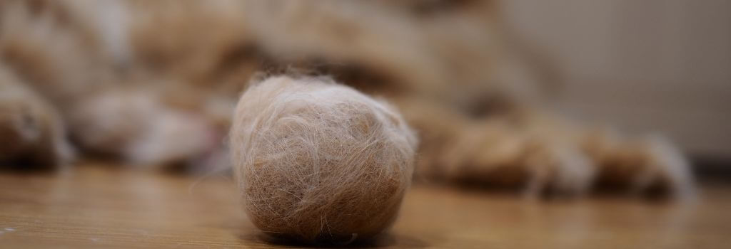 Orange cat sitting in front of massive hairball from grooming.