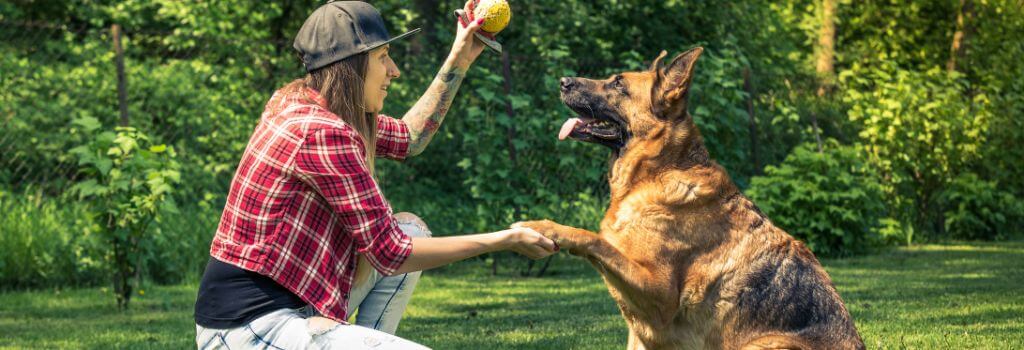 German shepherd place training